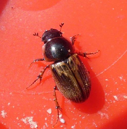 Réf. 277 724 : Melinopterus sphacelatus